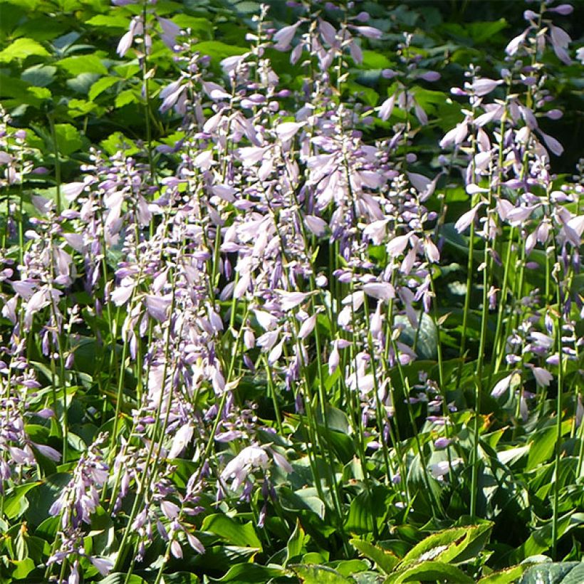 Hosta Harry Van Trier - Hartlelie (Bloei)