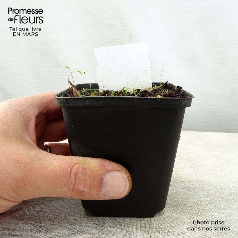 Exemplaar van Hosta Harry Van Trier - Hartlelie Kweekpotje van 8/9 cm zoals geleverd in de lente