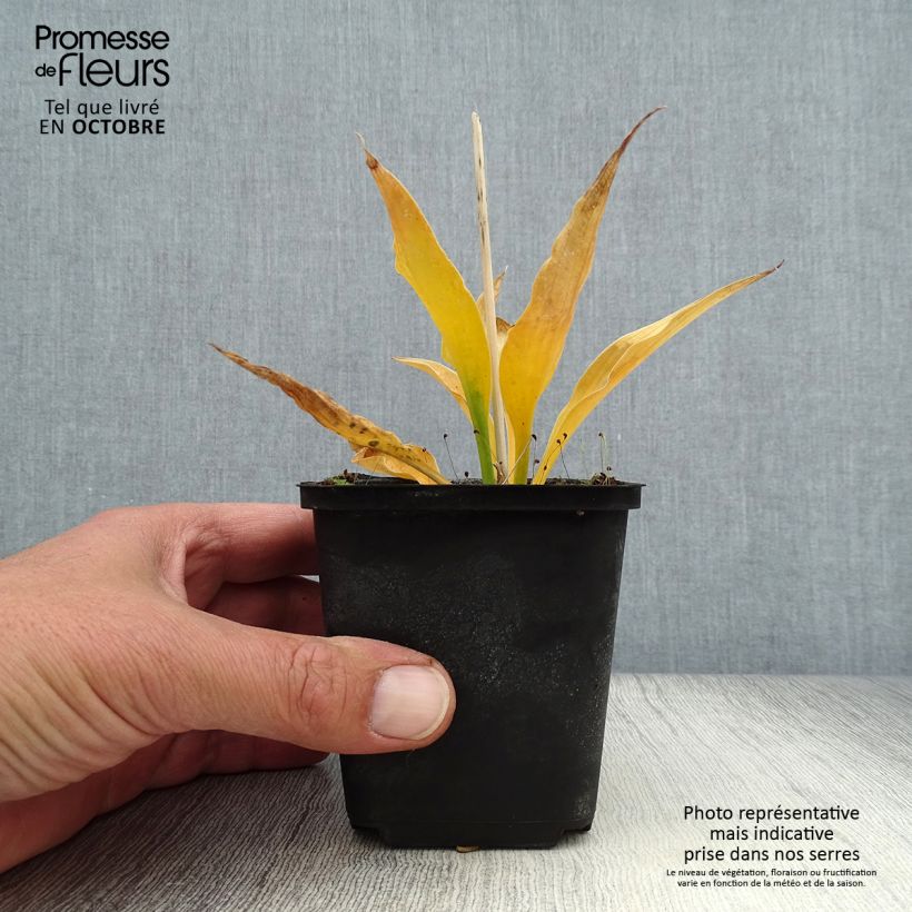 Exemplaar van Hosta Harry Van Trier - Hartlelie Kweekpotje van 8/9 cm zoals geleverd in de herfst