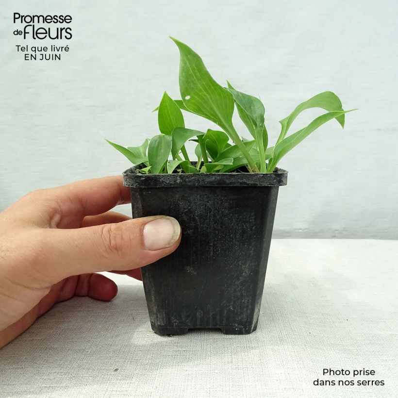 Exemplaar van Hosta Harry Van Trier - Hartlelie Kweekpotje van 8/9 cm zoals geleverd in de zomer