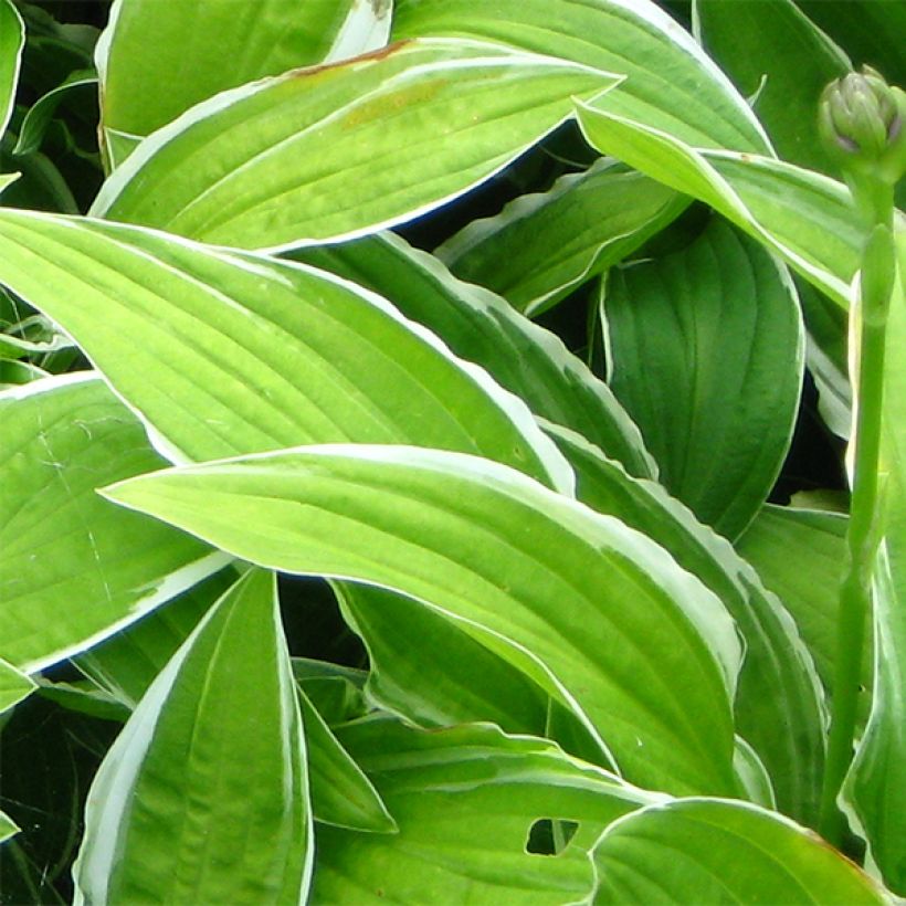 Hosta Herifu - Hartlelie (Blad)