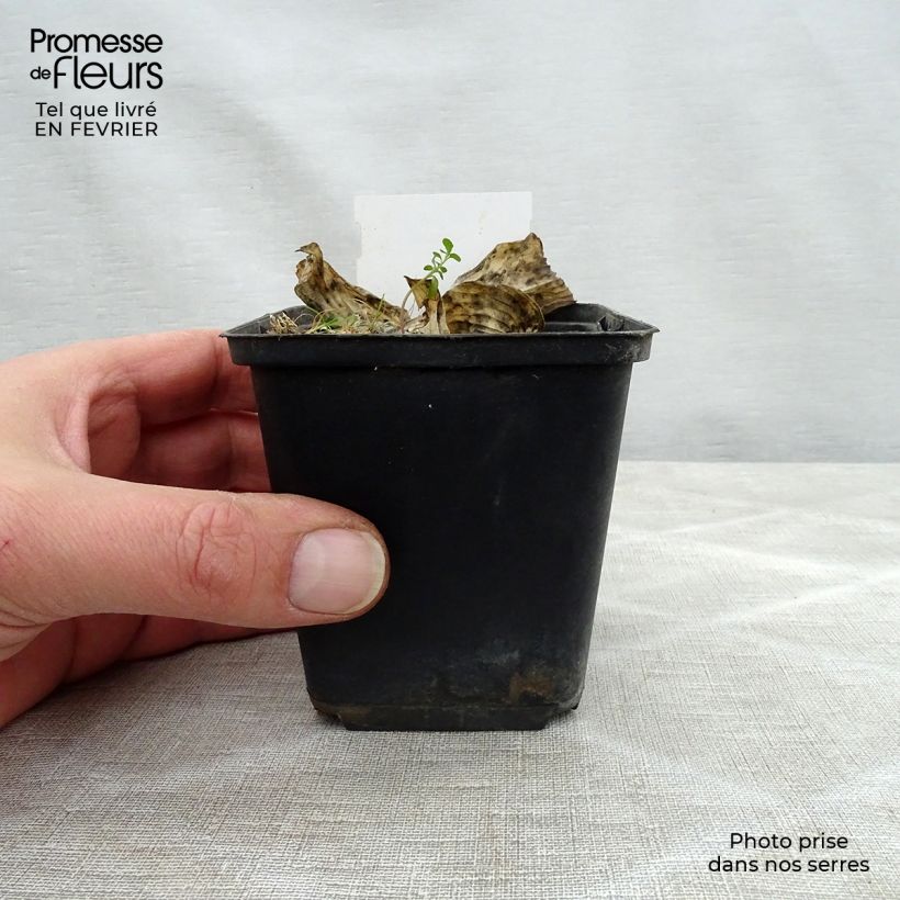 Exemplaar van Hosta Herifu - Hartlelie Kweekpotje van 8/9 cm zoals geleverd in de winter