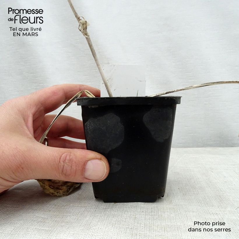 Exemplaar van Hosta Herifu - Hartlelie Kweekpotje van 8/9 cm zoals geleverd in de lente