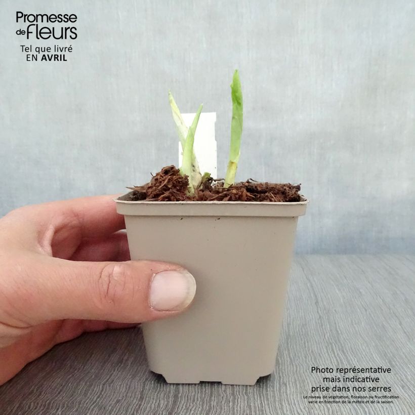 Exemplaar van Hosta Honeybells - Hartlelie Kweekpotje van 8/9 cm zoals geleverd in de lente