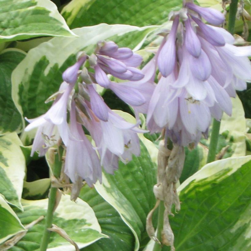 Hosta Honeysong - Hartlelie (Bloei)