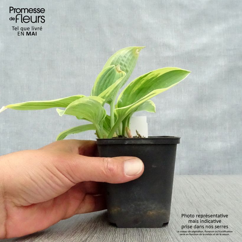 Exemplaar van Hosta Honeysong - Hartlelie Pot van 2 l/3 l zoals geleverd in de lente