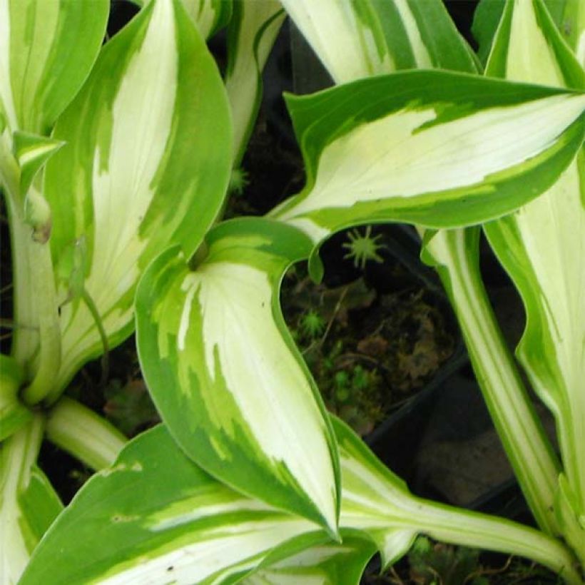 Hosta Joyce Trott - Hartlelie (Blad)