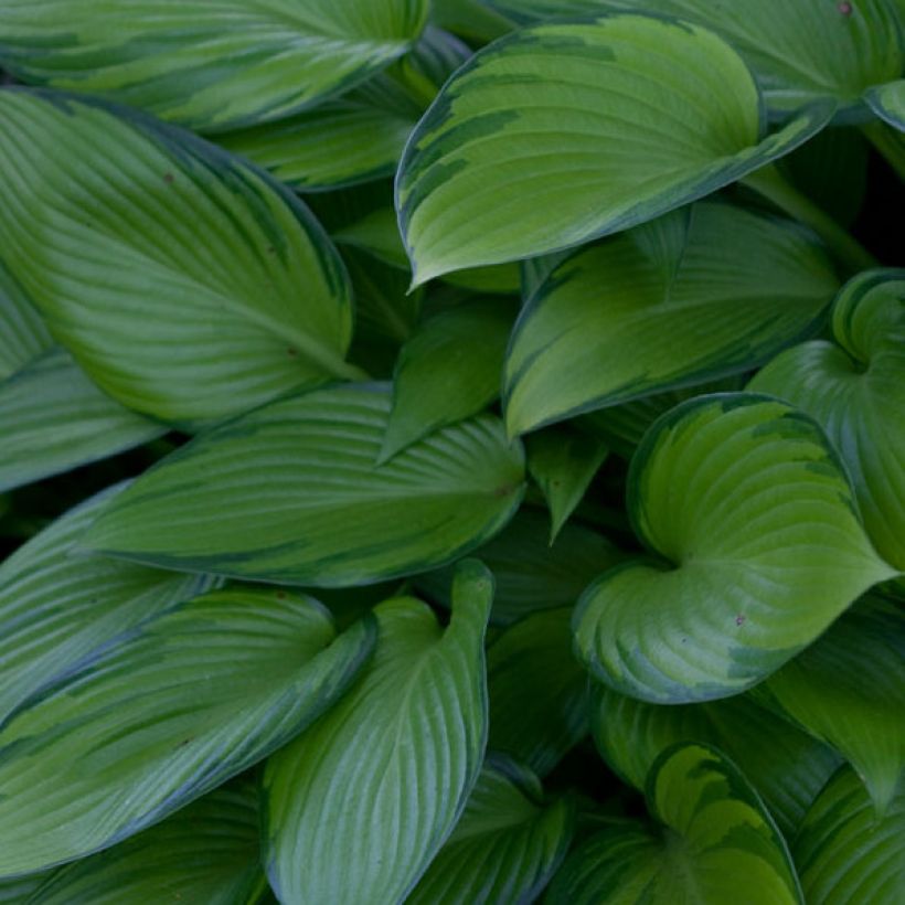 Hosta June Fever - Hartlelie (Blad)