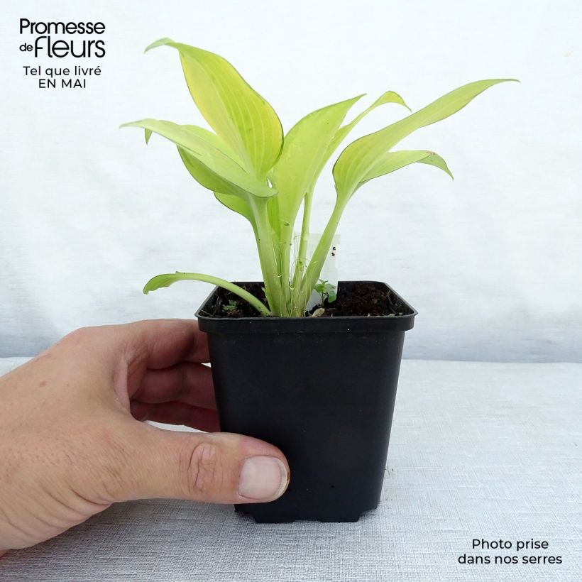 Exemplaar van Hosta June Fever - Hartlelie Kweekpotje van 8/9 cm zoals geleverd in de lente