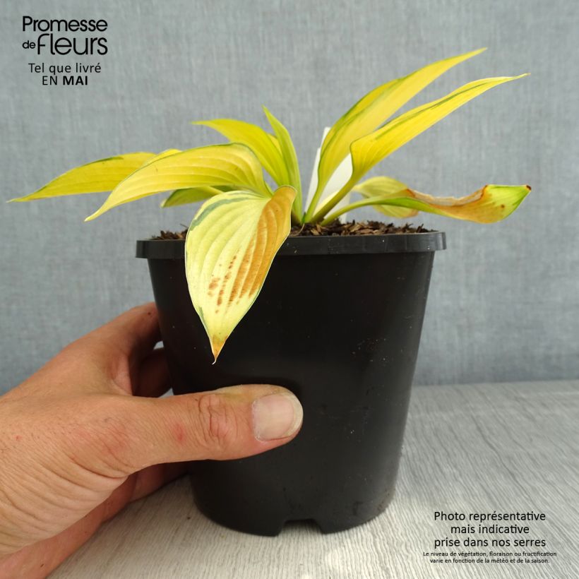 Exemplaar van Hosta June Fever - Hartlelie Pot van 1,5 l/2 l zoals geleverd in de lente