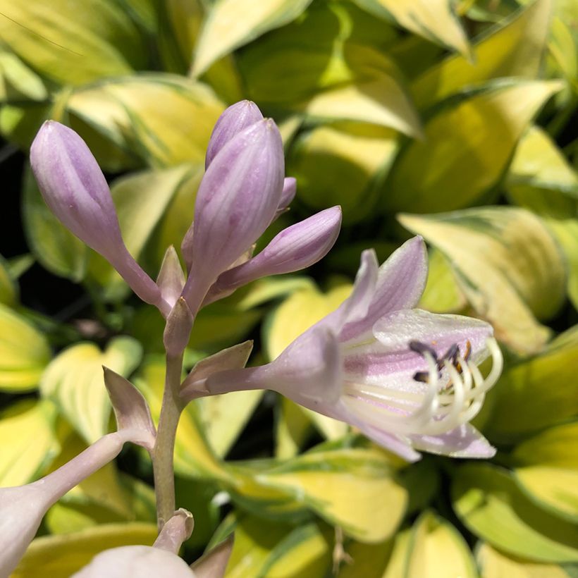 Hosta June - Hartlelie (Flowering)