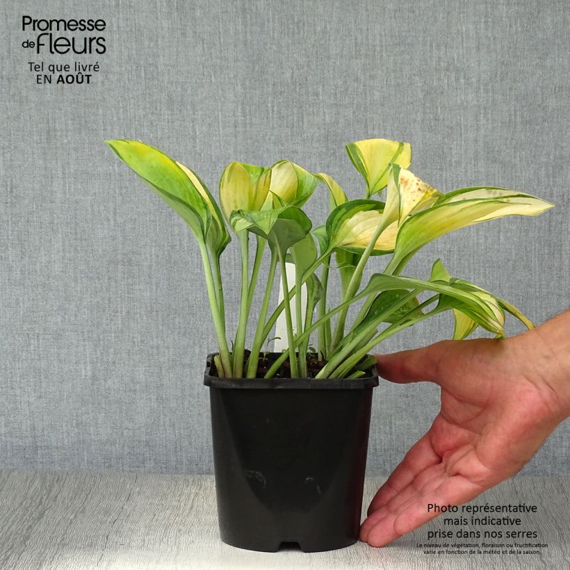 Exemplaar van Hosta June - Hartlelie Pot van 1,5 l/2 l zoals geleverd in de zomer