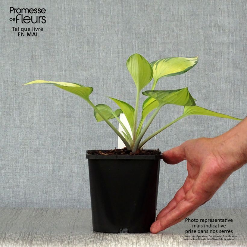 Example of Hosta June - Hartlelie Pot van 1,5 l/2 l as you get in printemps