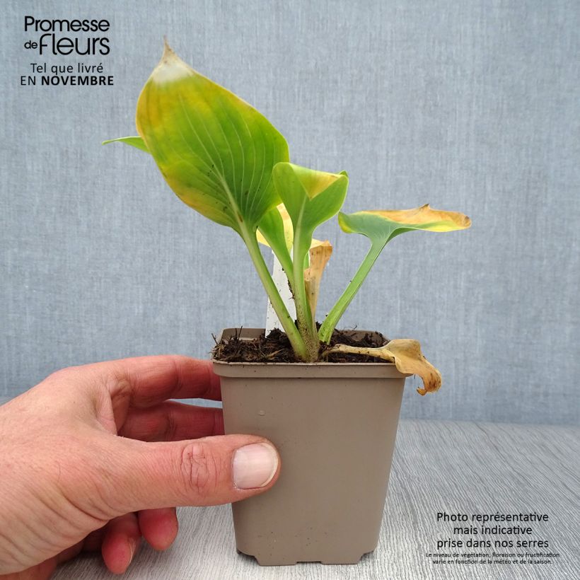 Exemplaar van Hosta Jurassic Park - Hartlelie Kweekpotje van 8/9 cm zoals geleverd in de herfst
