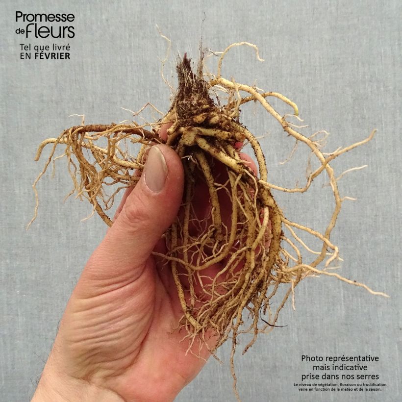 Exemplaar van Hosta Jurassic Park - Hartlelie Naakte wortel zoals geleverd in de winter