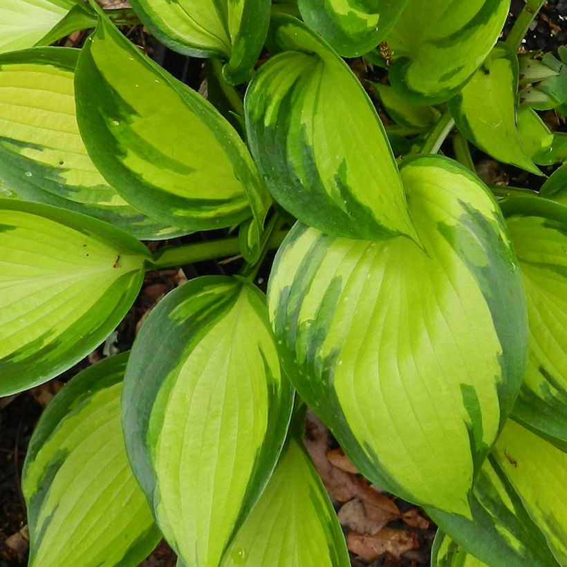Hosta Justine - Hartlelie (Blad)