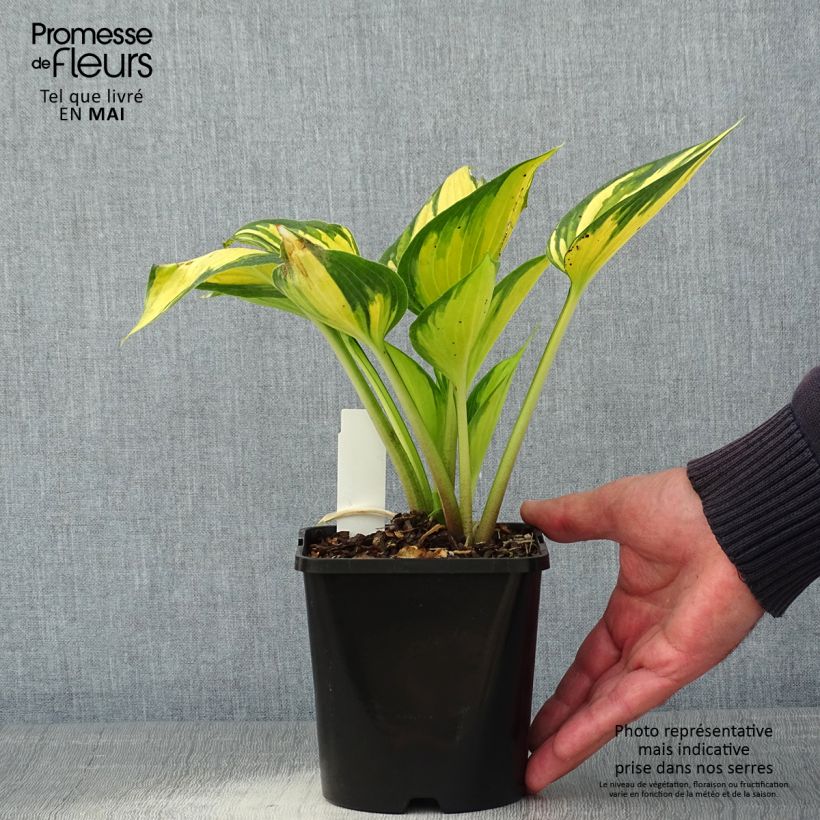 Exemplaar van Hosta Justine - Hartlelie Pot van 1,5 l/2 l zoals geleverd in de lente