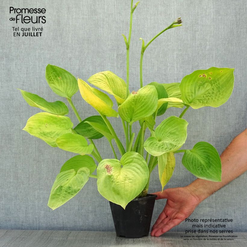 Exemplaar van Hosta Ki Ren Jyaku - Hartlelie Pot van 1,5 l/2 l zoals geleverd in de zomer