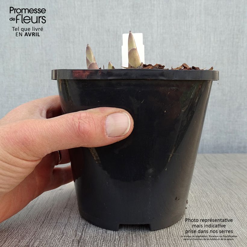 Exemplaar van Hosta Ki Ren Jyaku - Hartlelie Pot van 1,5 l/2 l zoals geleverd in de lente