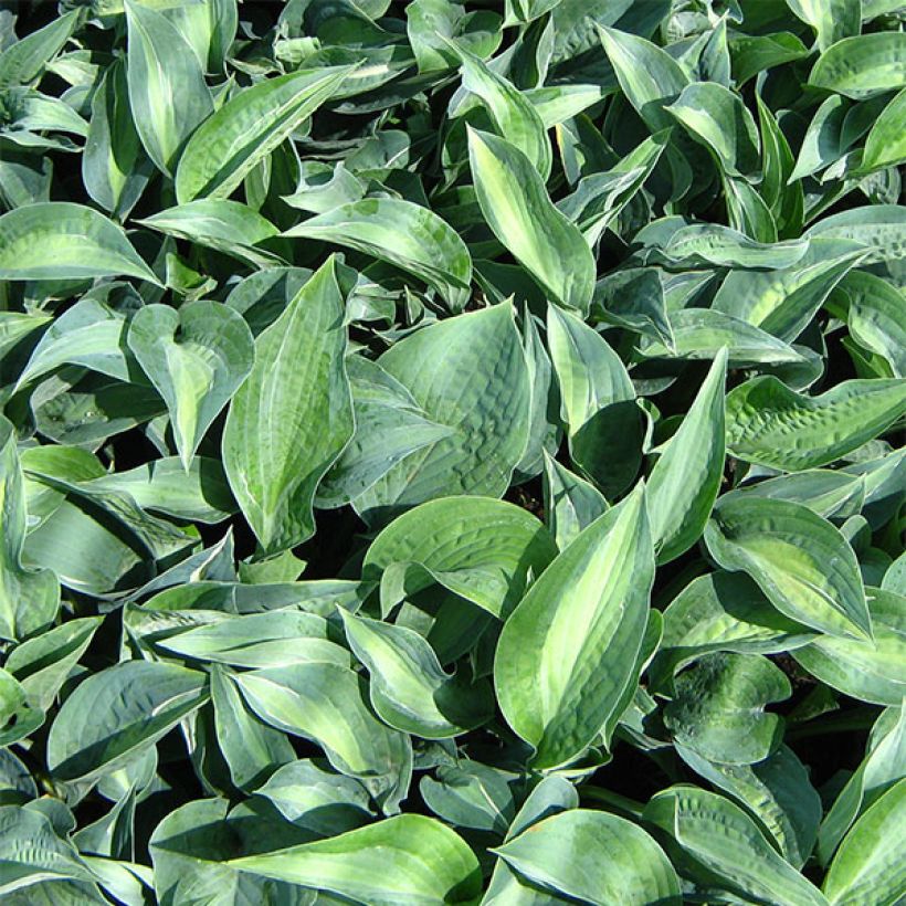 Hosta Kiwi Full Monty - Hartlelie (Blad)