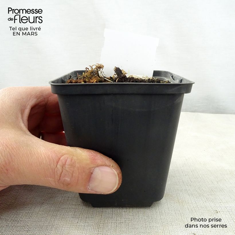 Exemplaar van Hosta Kiwi Full Monty - Hartlelie Kweekpotje van 8/9 cm zoals geleverd in de lente