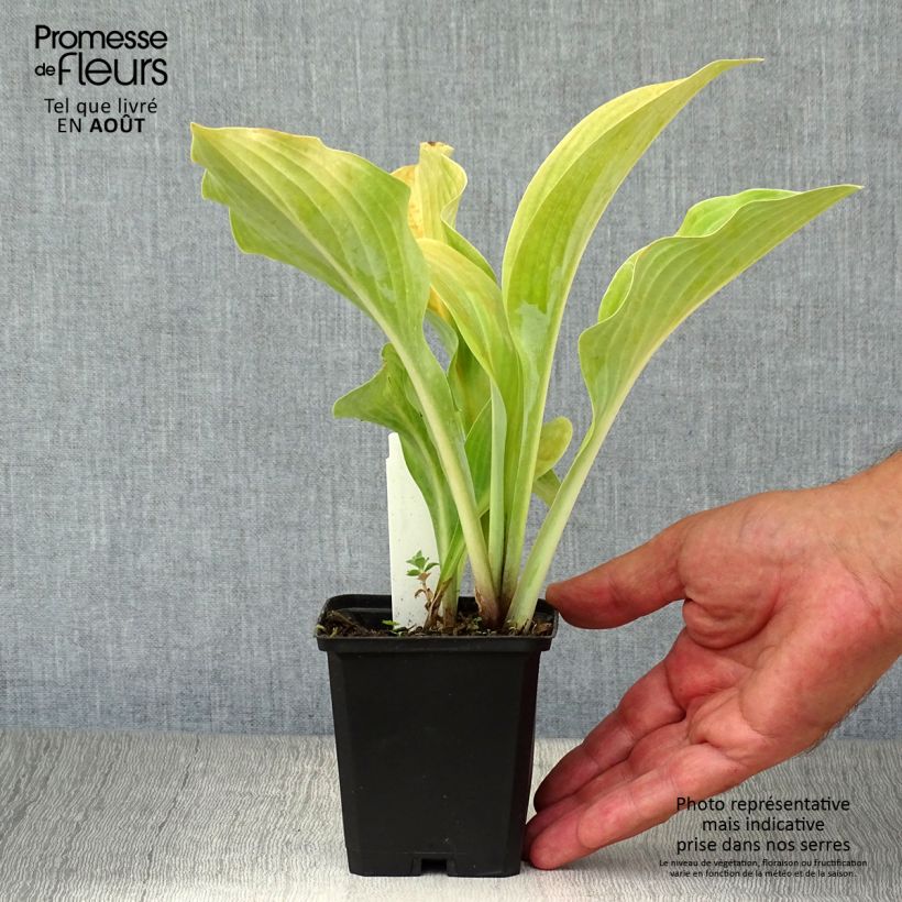 Exemplaar van Hosta Krossa Regal - Hartlelie Kweekpotje van 8/9 cm zoals geleverd in de zomer