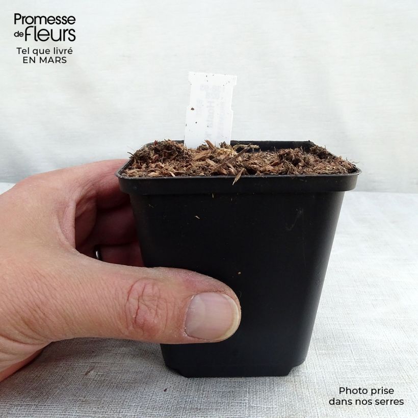 Exemplaar van Hosta Krossa Regal - Hartlelie Kweekpotje van 8/9 cm zoals geleverd in de lente