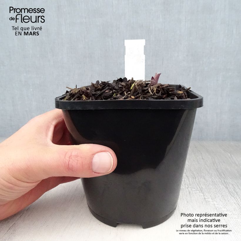 Exemplaar van Hosta Lady in Red - Hartlelie Pot van 1,5 l/2 l zoals geleverd in de lente