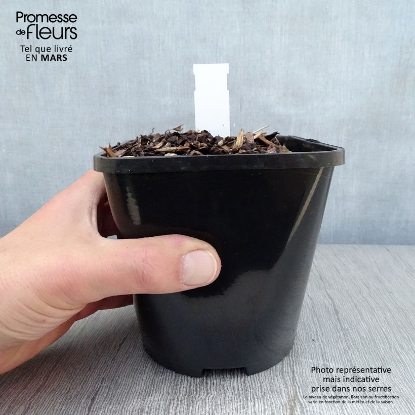 Exemplaar van Hosta Lakeside Prophecy Fulfilled - Hartlelie Pot van 1,5 l/2 l zoals geleverd in de lente