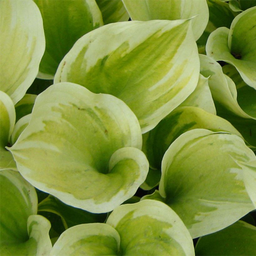 Hosta Liberty - Hartlelie (Blad)