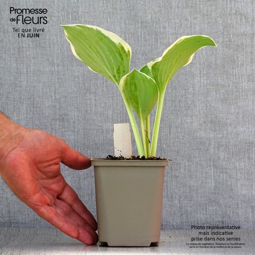 Exemplaar van Hosta Liberty - Hartlelie Kweekpotje van 8/9 cm zoals geleverd in de zomer