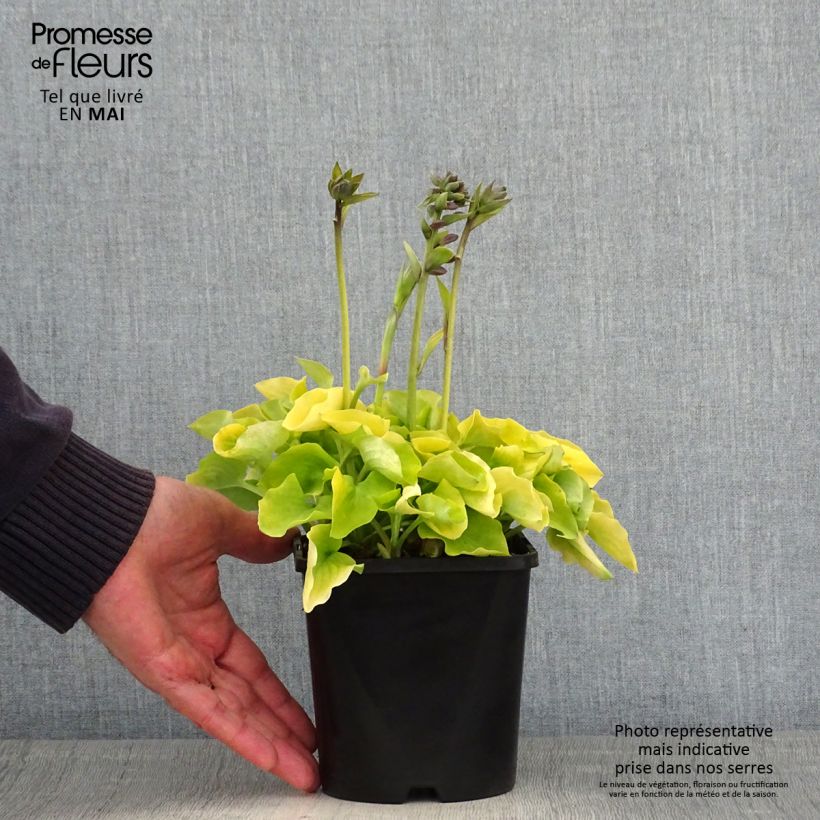 Exemplaar van Hosta Limey Lisa - Hartlelie Pot van 1,5 l/2 l zoals geleverd in de lente