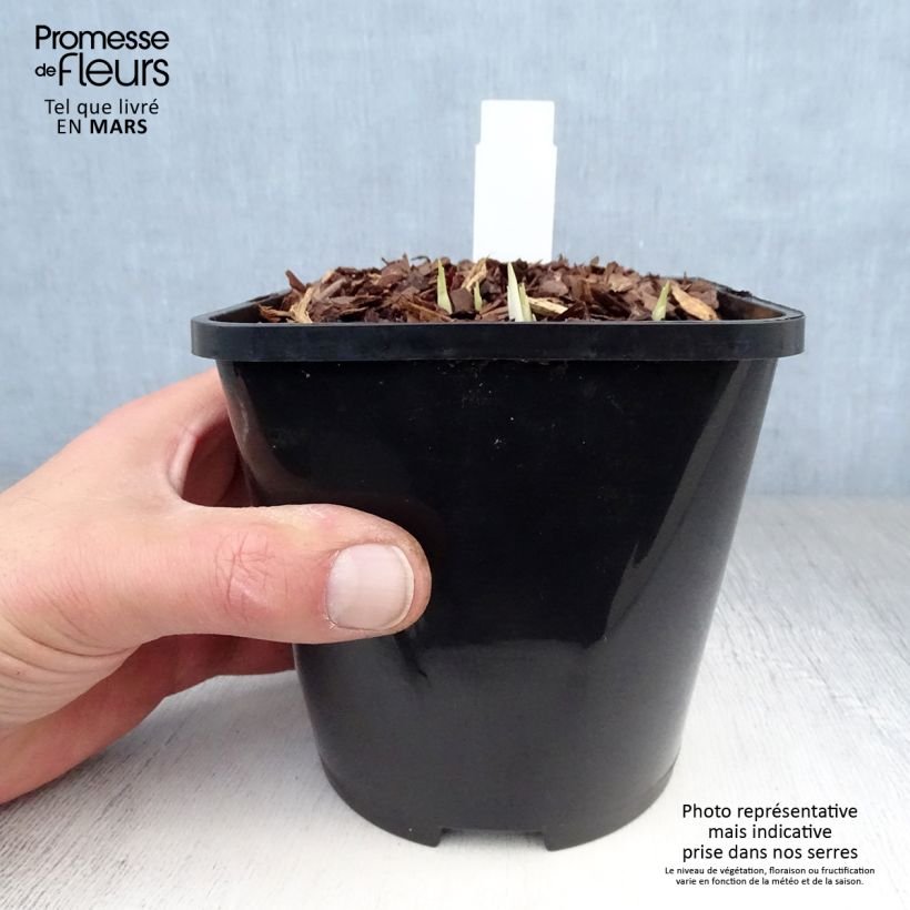 Exemplaar van Hosta Little Devil - Hartlelie Pot van 1,5 l/2 l zoals geleverd in de lente