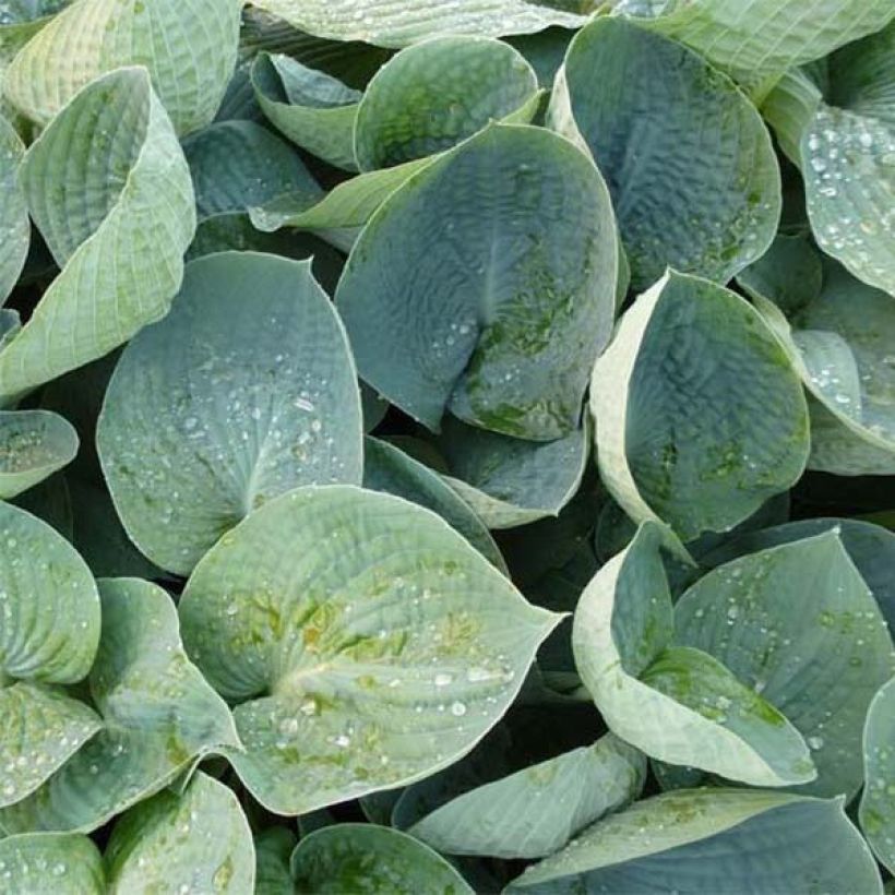 Hosta Love Pat - Hartlelie (Blad)