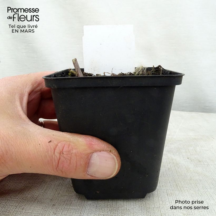 Exemplaar van Hosta Love Pat - Hartlelie Kweekpotje van 8/9 cm zoals geleverd in de lente