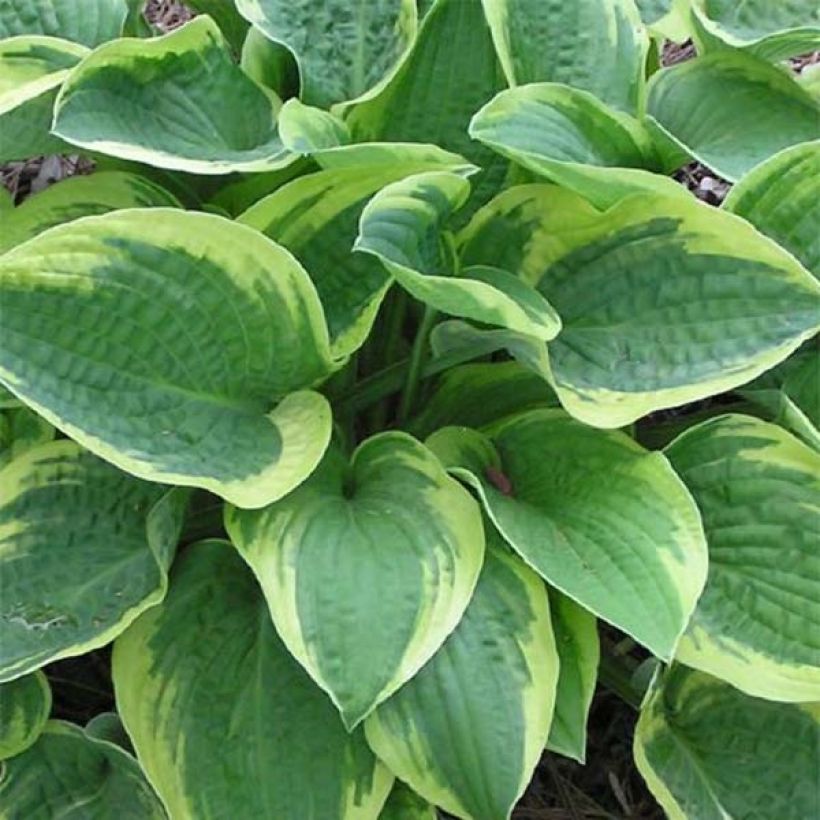 Hosta Mama Mia - Hartlelie (Blad)
