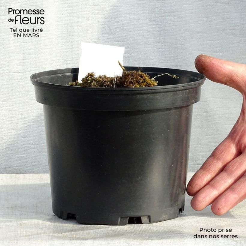 Exemplaar van Hosta Mama Mia - Hartlelie Pot van 2 l/3 l zoals geleverd in de winter