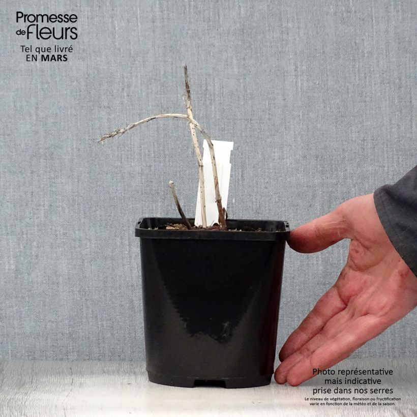 Exemplaar van Hosta Marilyn Monroe - Hartlelie Pot van 1,5 l/2 l zoals geleverd in de lente