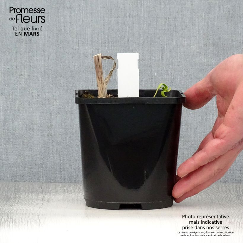 Exemplaar van Hosta Midnight at the Oasis - Hartlelie Pot van 1,5 l/2 l zoals geleverd in de lente