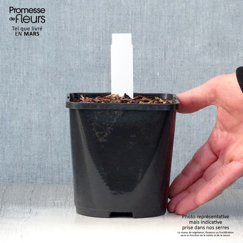 Exemplaar van Hosta Mighty Mouse - Hartlelie Pot van 1,5 l/2 l zoals geleverd in de lente