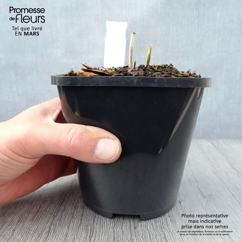 Exemplaar van Hosta Mini Skirt - Hartlelie Pot van 1,5 l/2 l zoals geleverd in de lente