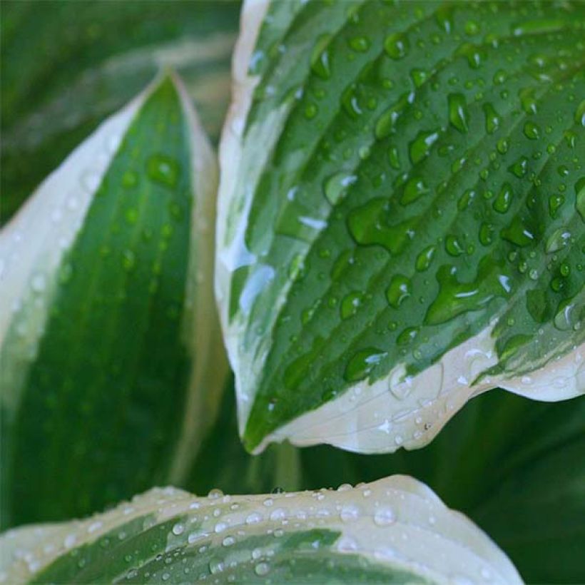 Hosta Minuteman - Hartlelie (Foliage)