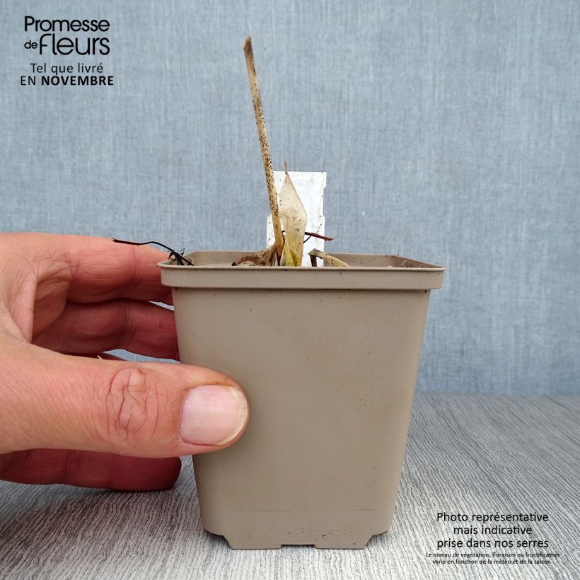 Exemplaar van Hosta Minuteman - Hartlelie Kweekpotje van 8/9 cm zoals geleverd in de herfst