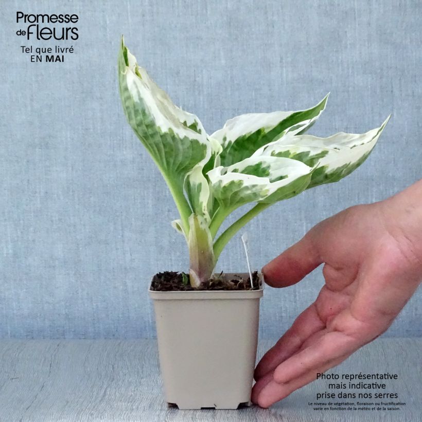 Example of Hosta Minuteman - Hartlelie Kweekpotje van 8/9 cm as you get in printemps