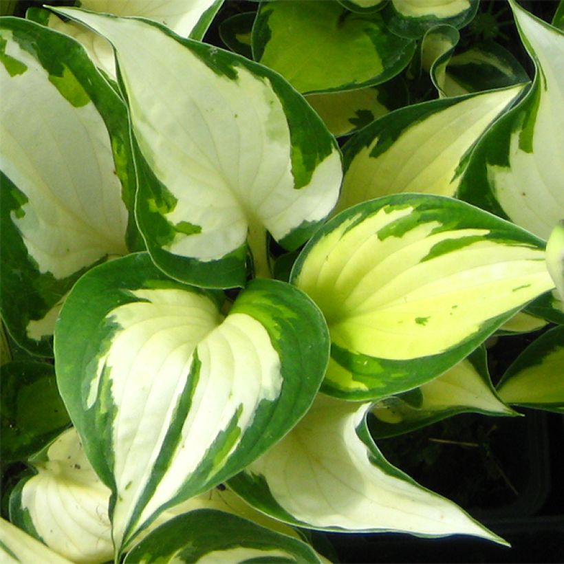 Hosta Morning Light - Hartlelie (Blad)