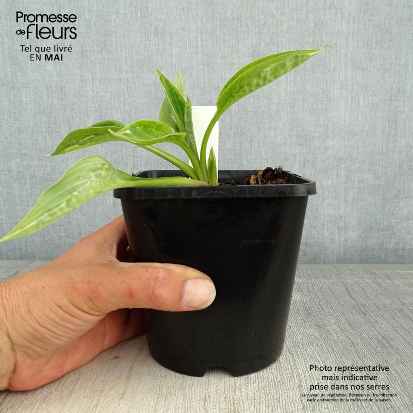 Exemplaar van Hosta Moulin Rouge - Hartlelie Pot van 1,5 l/2 l zoals geleverd in de lente