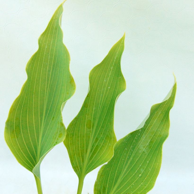 Hosta Neptune - Hartlelie (Blad)