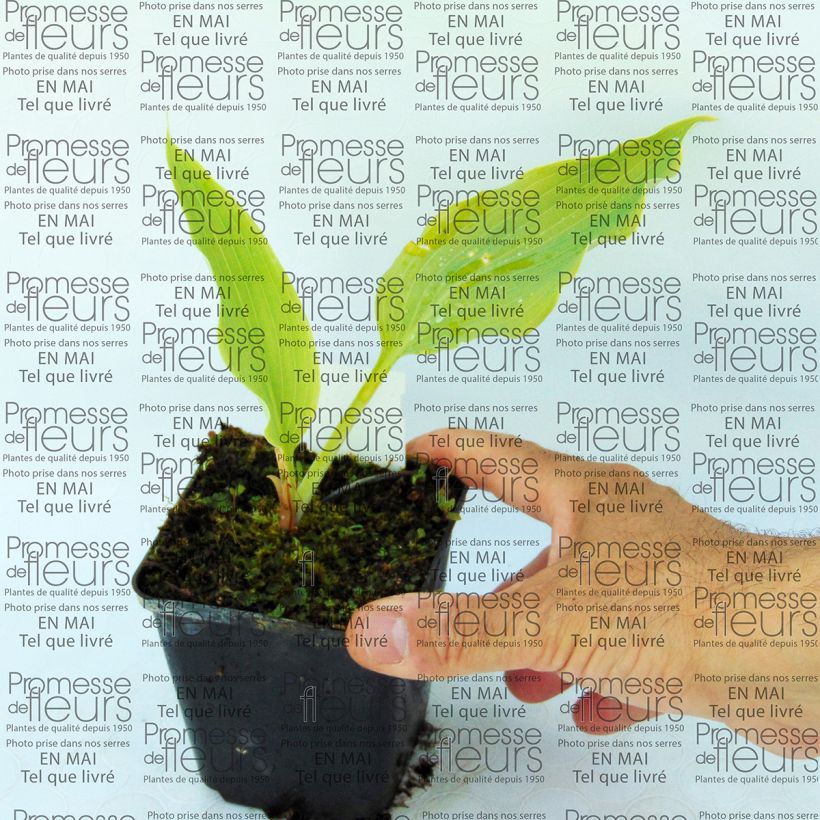 Voorbeeld van een exemplaar van Hosta Neptune - Hartlelie Kweekpotje van 8/9 cm zoals geleverd