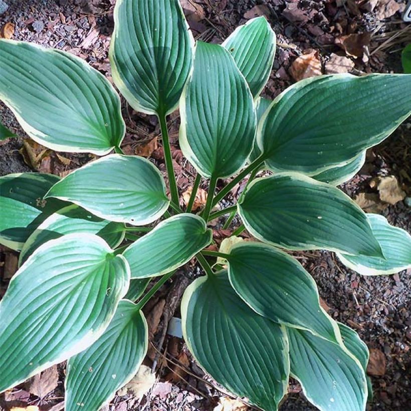 Hosta North Hills - Hartlelie (Blad)