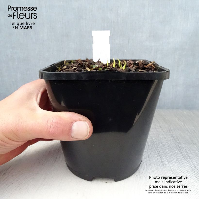 Exemplaar van Hosta Obi-One Kenobi - Hartlelie Pot van 1,5 l/2 l zoals geleverd in de lente